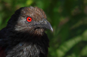 coucal 